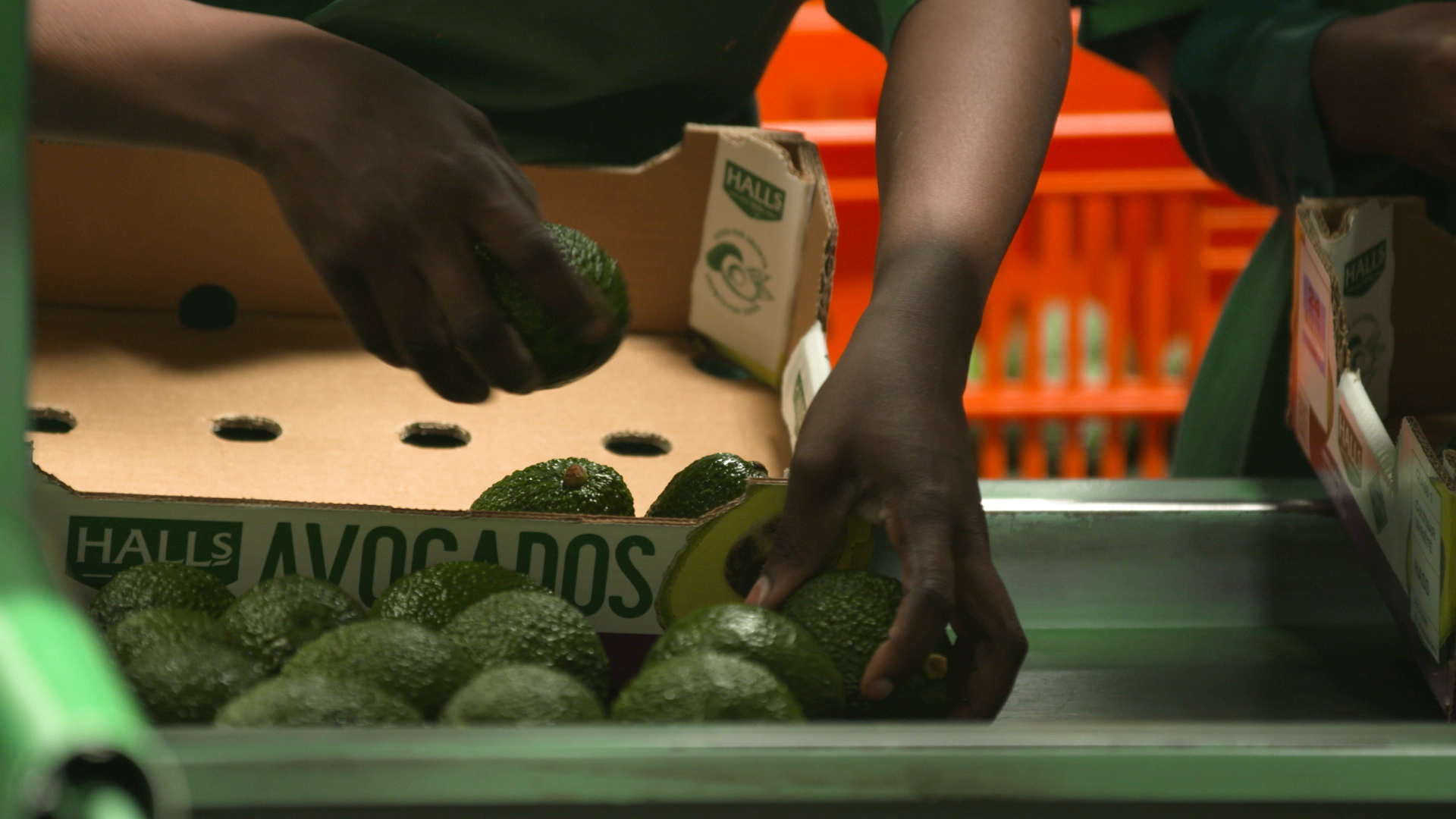 workers packing avocados 2