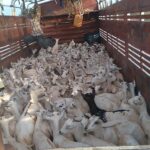 Wajir youth launches online marketing and vet services for pastoralists