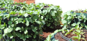 Bag Gardens
