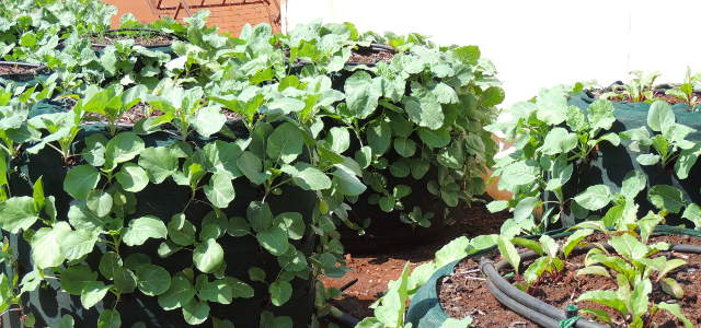 Bag Gardens