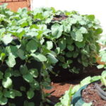 Bag Gardens