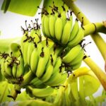 banana images