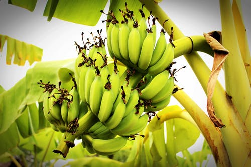 banana images