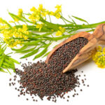 canola image