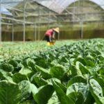 horticulture