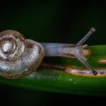 pexels snail 2