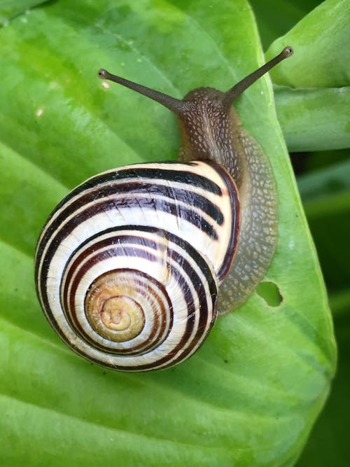 pexels snail