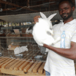 rabbit farmer