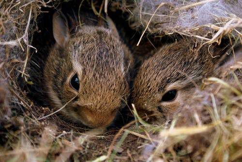 rabbit rearing