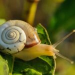 Internationals drive local demand for snail farming