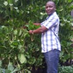 Fact sheet: How to make a vertical sack garden
