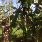 banana ree