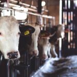 white cow in cattle house 69170
