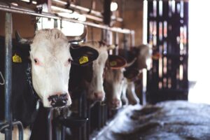 white cow in cattle house 69170