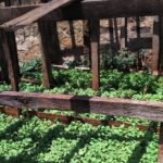 garden 2