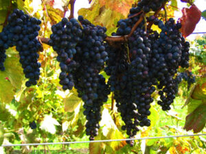 grapes1