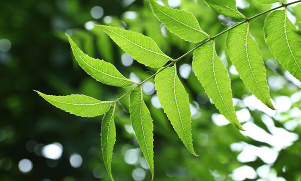 43730-neem-leaves_0.jpg