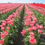flower farms in kenya