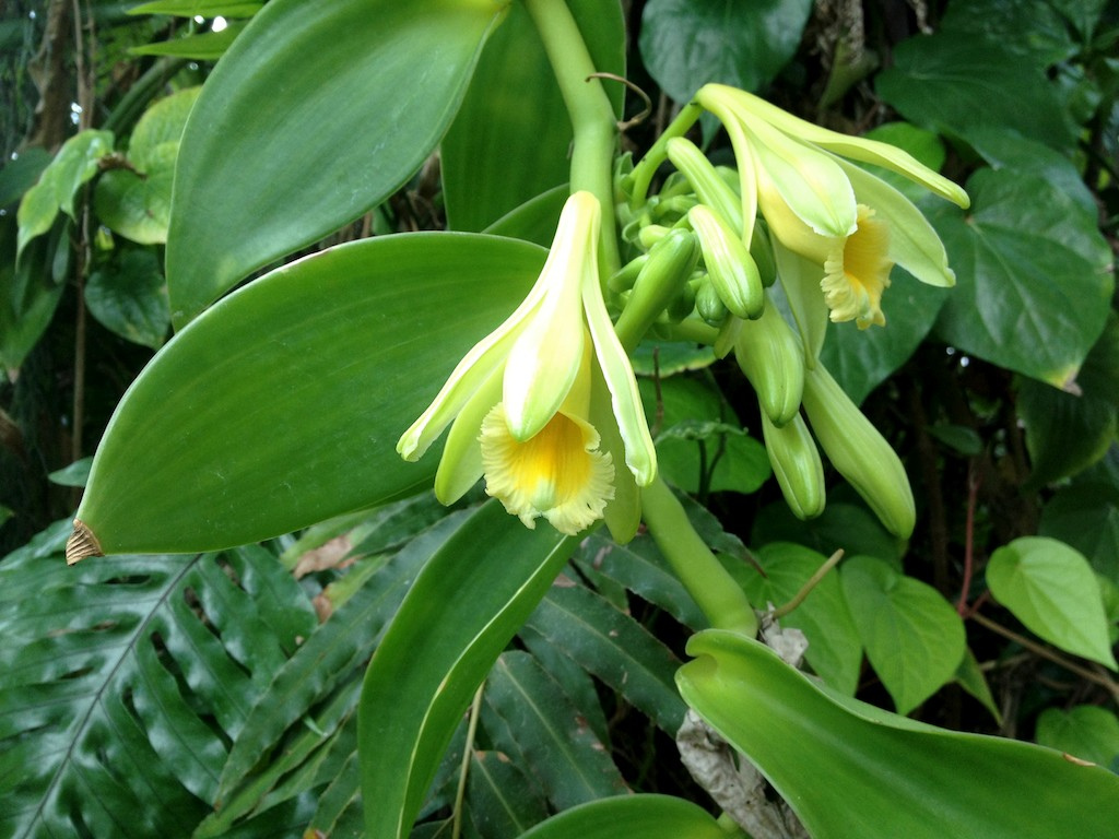 Vanilla planifolia 6998639597