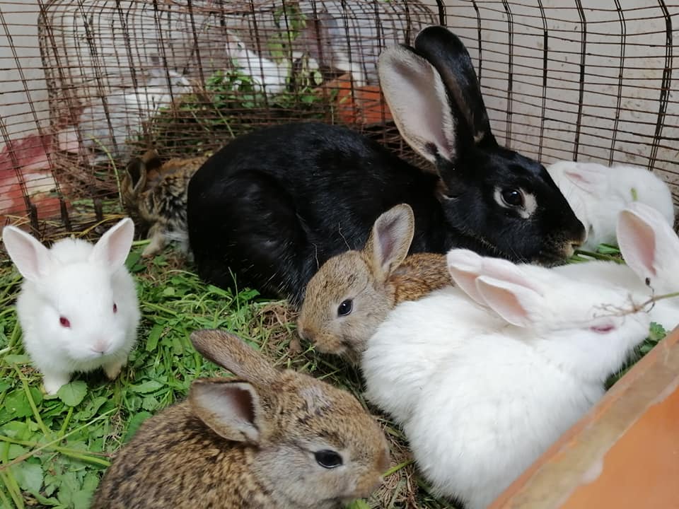 rabbits1.jpg