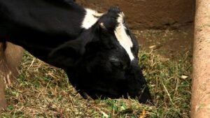 cow eating feeds mixture.min 200x200