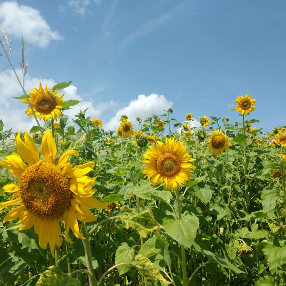 Meru sunflower farmers