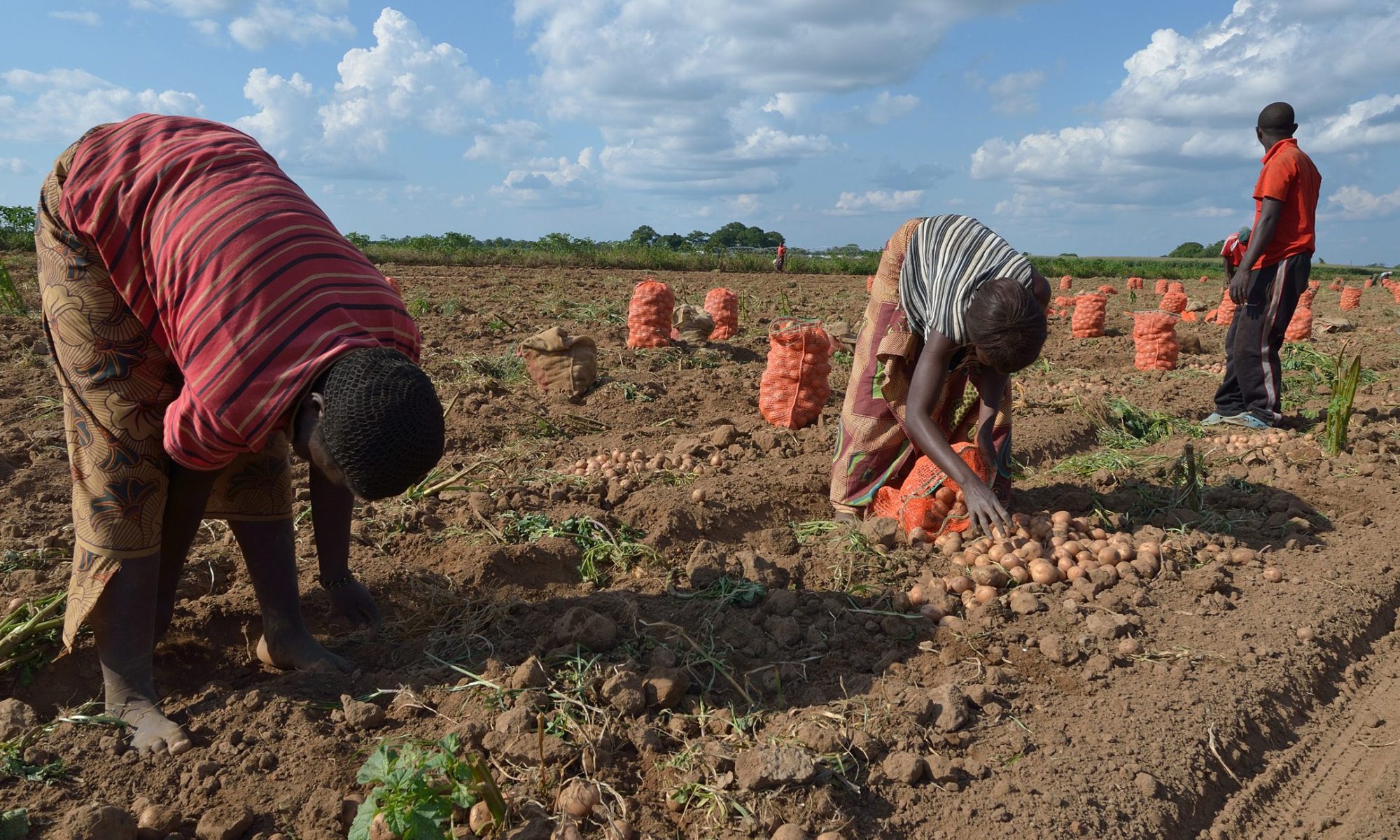 cropped African potato farmers