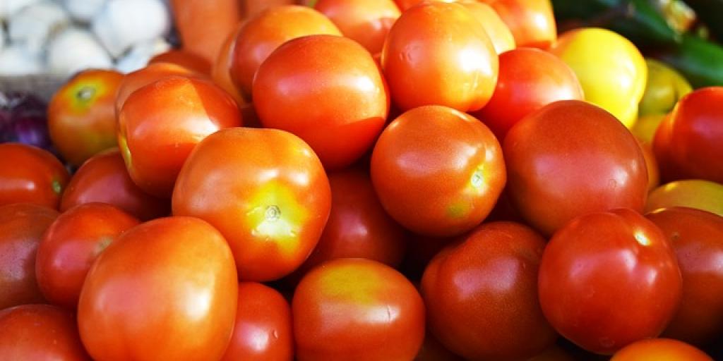 tomato farming kenya