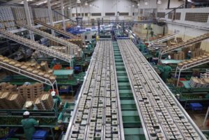 KAKUZI PLC AVOCADO PACKHOUSE