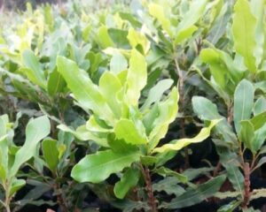 Macadamia seedlings