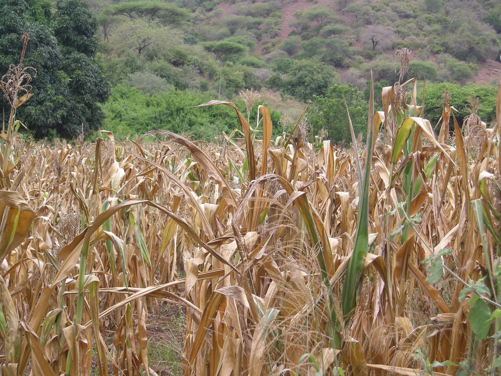 Dried maize field