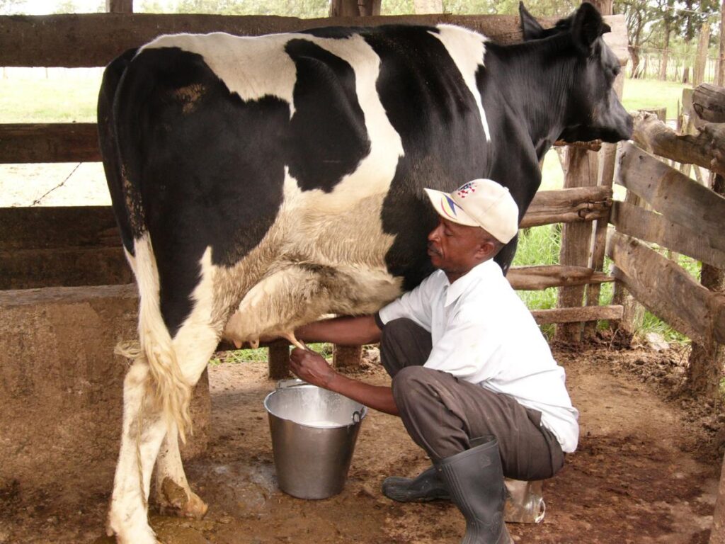 Milking dairy cow