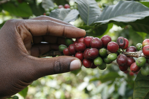 Coffee farming