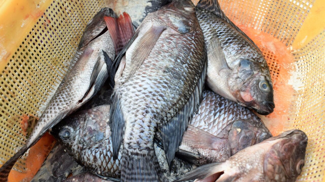 Tilapia fish