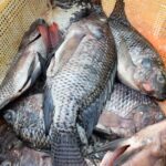 Tilapia fish