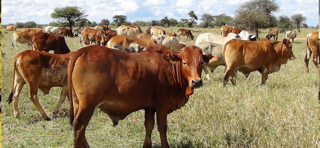 livestock pre export zone