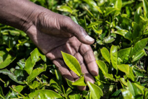 2018 06 09 Kenya Tea CT 33