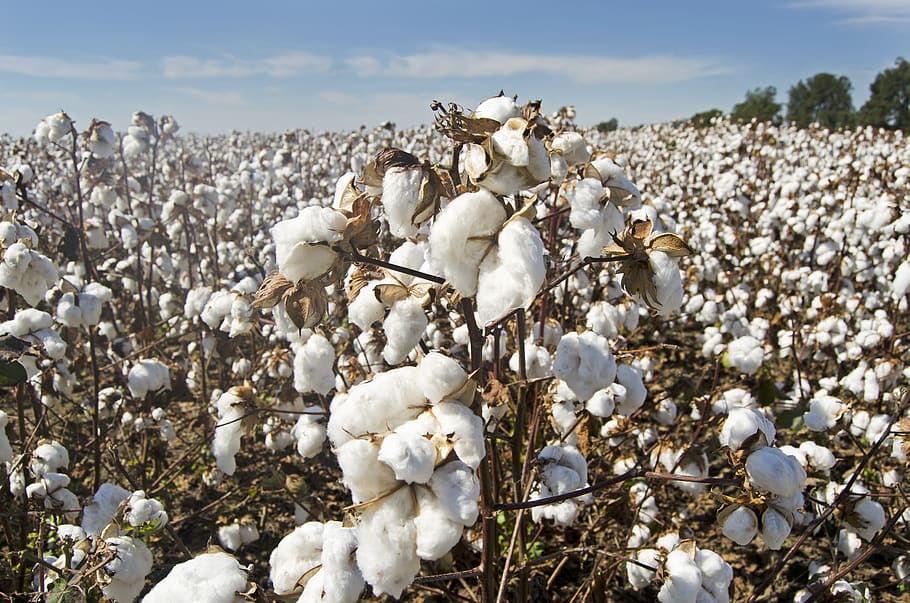 cotton cotton field white farming agriculture crop