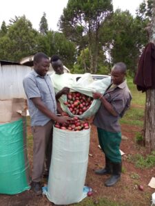 tree tomato