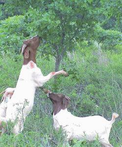 GoatBrowse2
