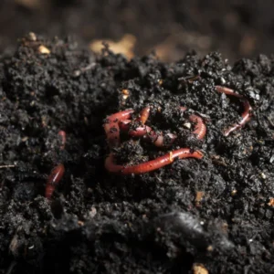 worm compost bin 1