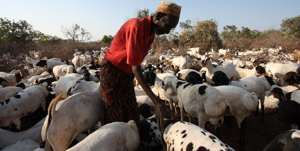 Kenyas arid livestock farmers