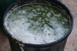 Weed tea