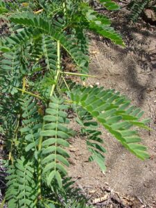 images 1 1