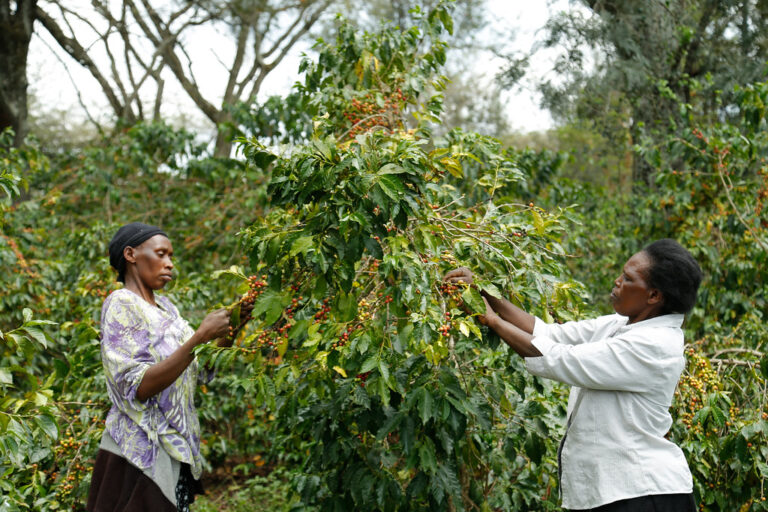 Coffee farmer