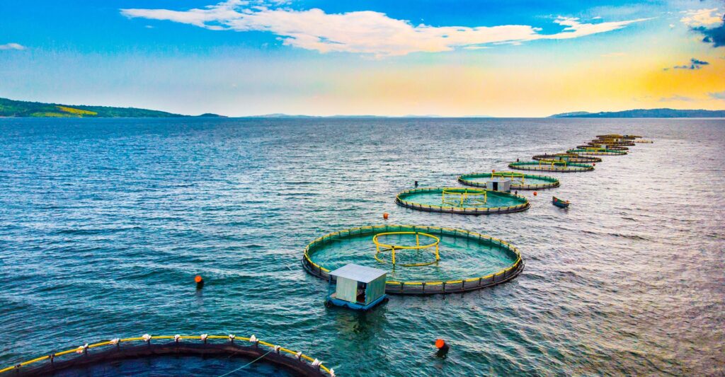 firstwave aquaculture