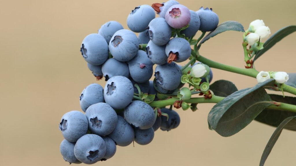 kakuzi blueberry