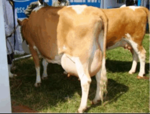 farmingafrica 1 1