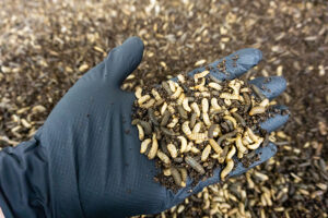 insect protein poultry feed