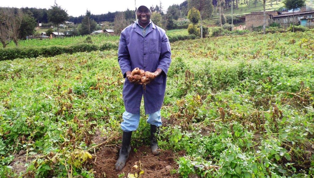 Irish potato harvesting Patrick Njenga Kiambu By Laban Robert